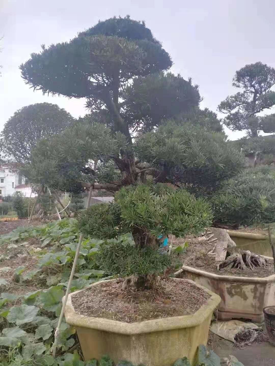 貴陽苗木生產銷售基地 園林綠化工程的核心支撐